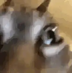 Cat with wide shocked eyes