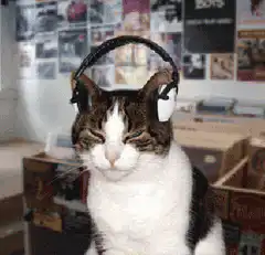 Cat vibing to music with headphones