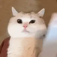 Cat with changing drawn mouth expressions