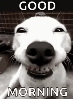 Good Morning Dog Meme