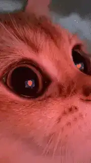 Cat with heart eyes and tears