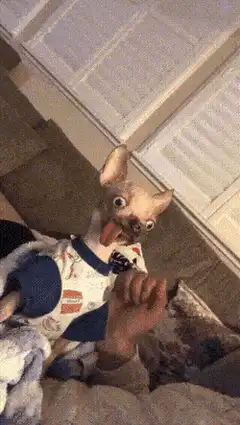 Chihuahua with googly eyes and tongue out