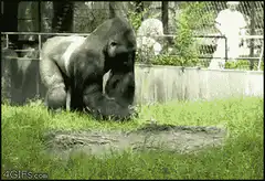 gorilla throws dirt at zoo visitors