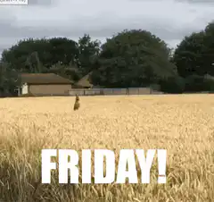 Dog jumping in field with FRIDAY text