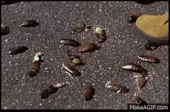 Kids stomping on cockroaches
