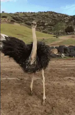 ostriches dancing in field