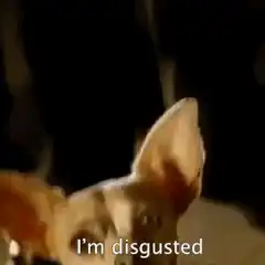 Chihuahua I'm disgusted