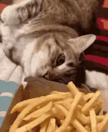 Cat eating french fries