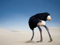 ostrich burying head in sand