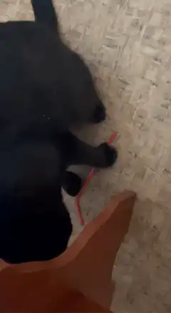black cat plays with red straw
