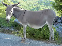 Donkey standing on a gravel road