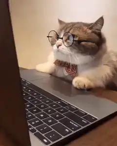 Cat with glasses and bowtie at laptop