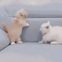 kittens playing on sofa