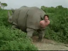 Man gets stuck in rhino butt