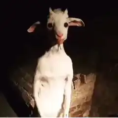 white goat standing upright