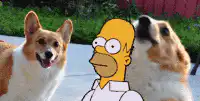 Homer Simpson eaten by corgi