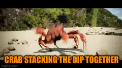 Crab stacking the dip together