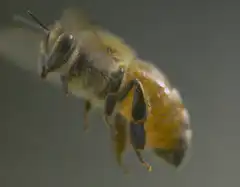 Close-up of a bee flying