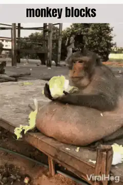 monkey blocks