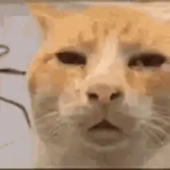 orange cat squinting face