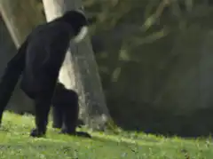 Black and white gibbon hugging yellow gibbon