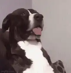 Dog head tilt and smile