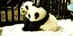 Cuddling panda cubs