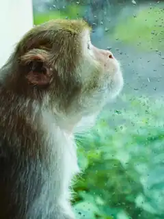 Monkey looking out rainy window
