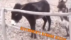 Donkeys jumping over fence