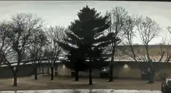 Large tree explodes and falls