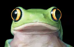 Green frog with big eyes