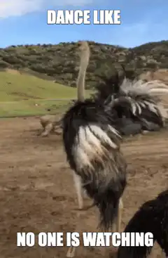 Ostrich dancing like no one is watching