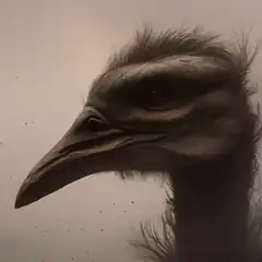 Close-up of an emu head