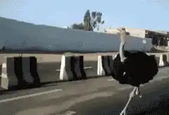 ostrich running alongside car