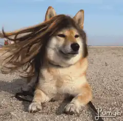 dog with long hair blowing in wind