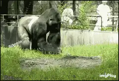 Bitcoin gorilla throws poop at monkey jpeg