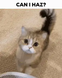 Can I Haz Cat Zooming