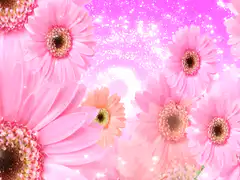 Pink gerbera daisies with sparkling background