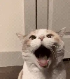 Cat screaming then zooming in