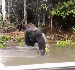 Gorilla splashes water at camera