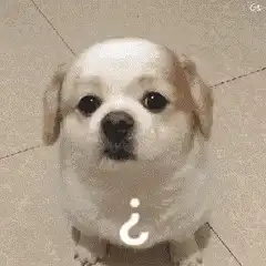 Confused puppy with question mark
