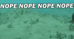 Octopus swimming away nope