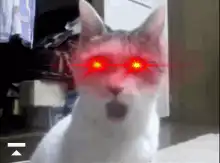 Cat with glowing red laser eyes