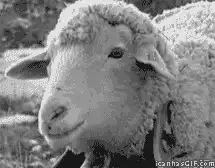 smug sheep head tilt