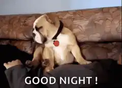 sleepy bulldog falls asleep
