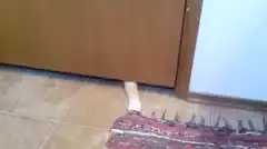 Cat paw rolls up rug under door