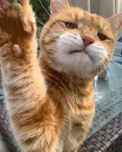 orange cat reaching paw up