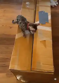 kitten and dog play in cardboard box
