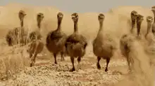 ostriches running towards camera