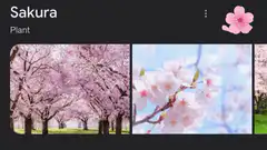 Sakura plant search results with falling petals